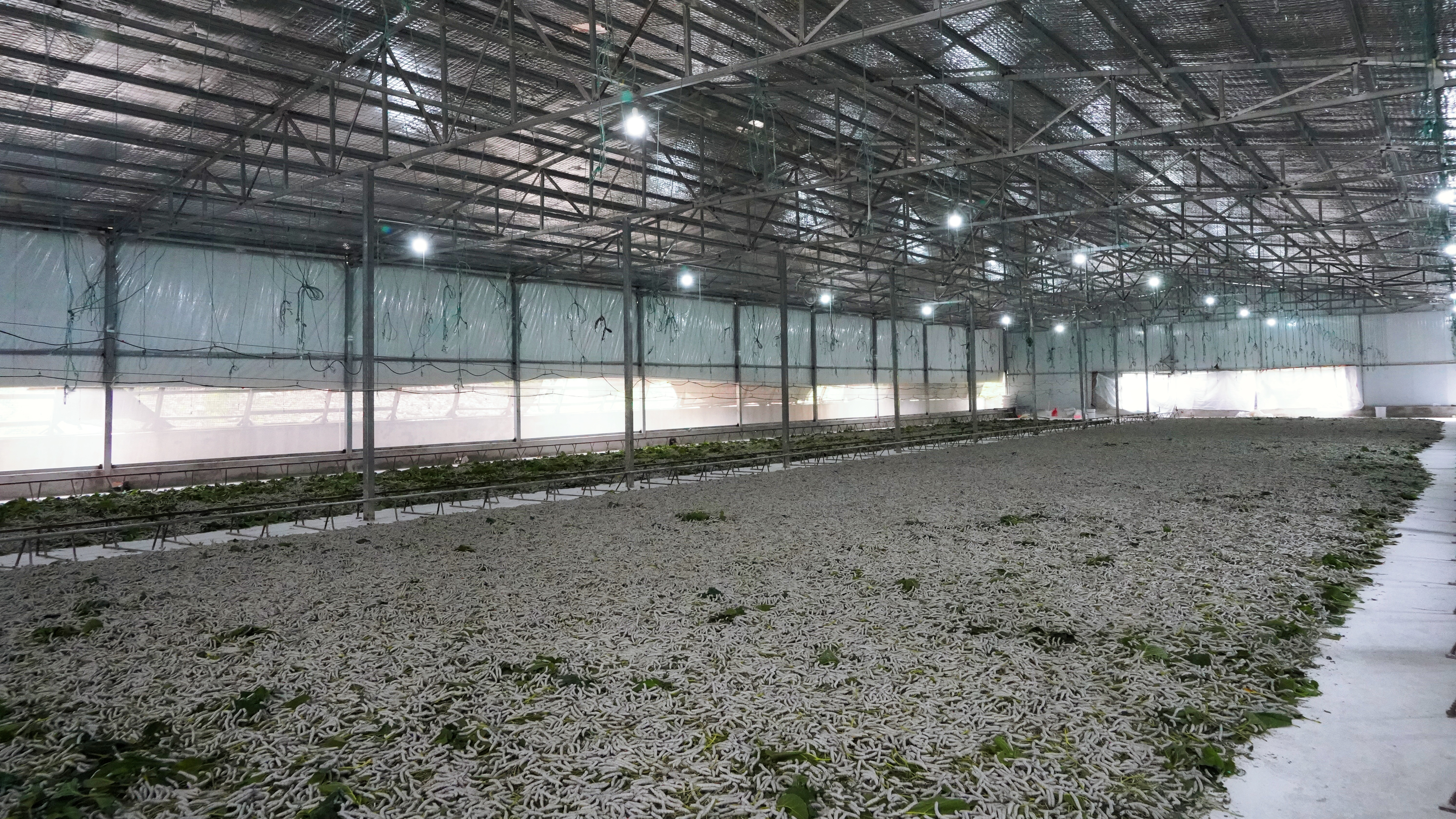 傲盘村标准化蚕房(邹星雨 摄)