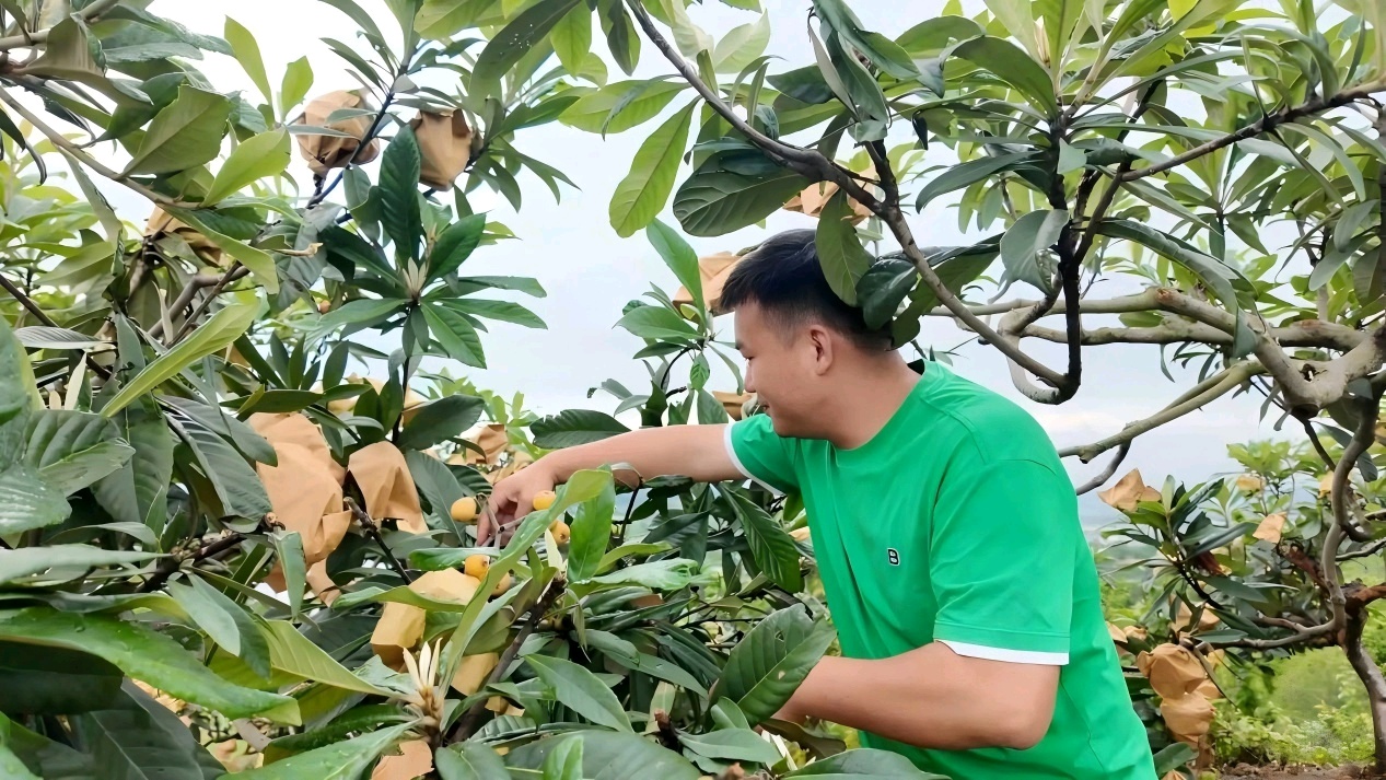 市民体验枇杷采摘(孙诗楠 摄)