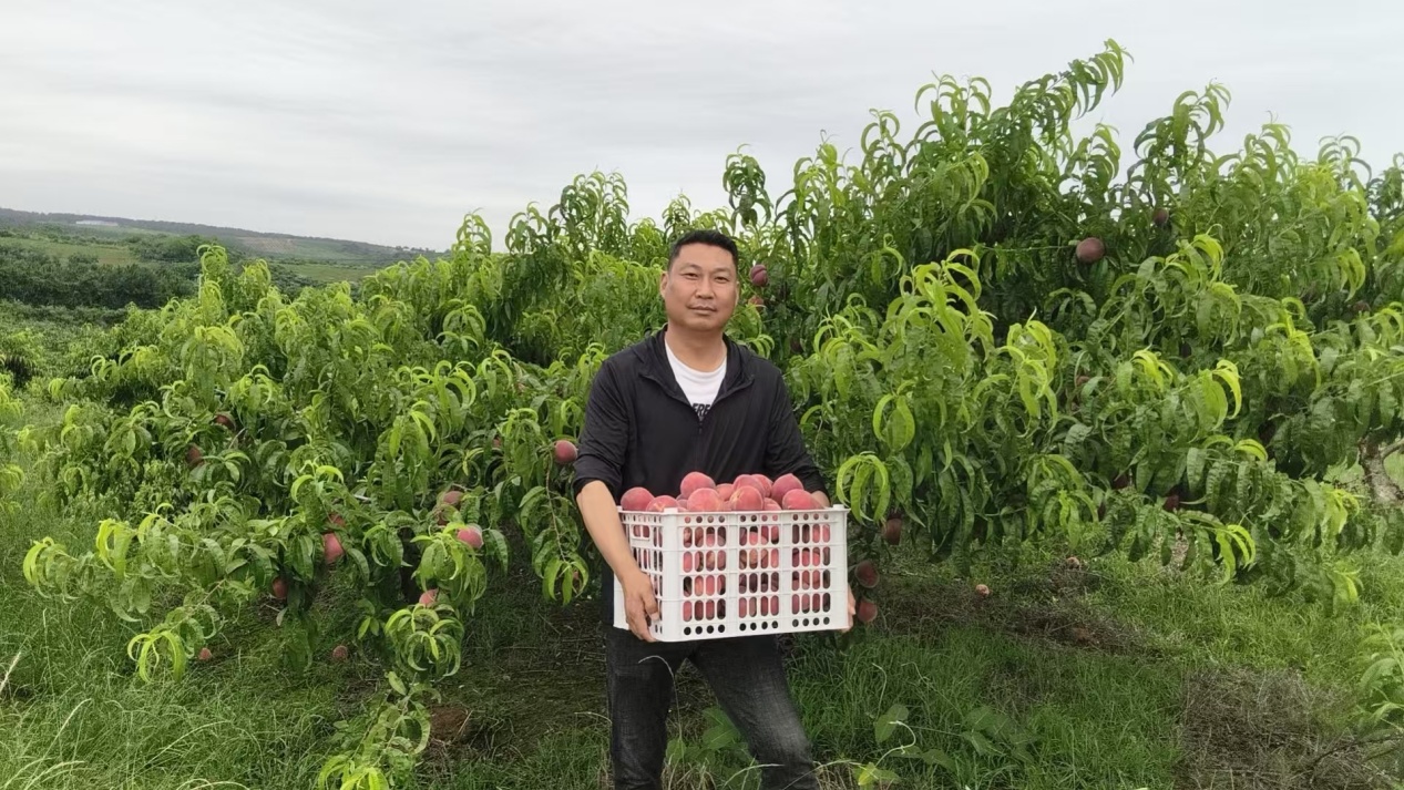 郭恒在果园中搬运采摘后的小红桃(蒋翠华 摄)