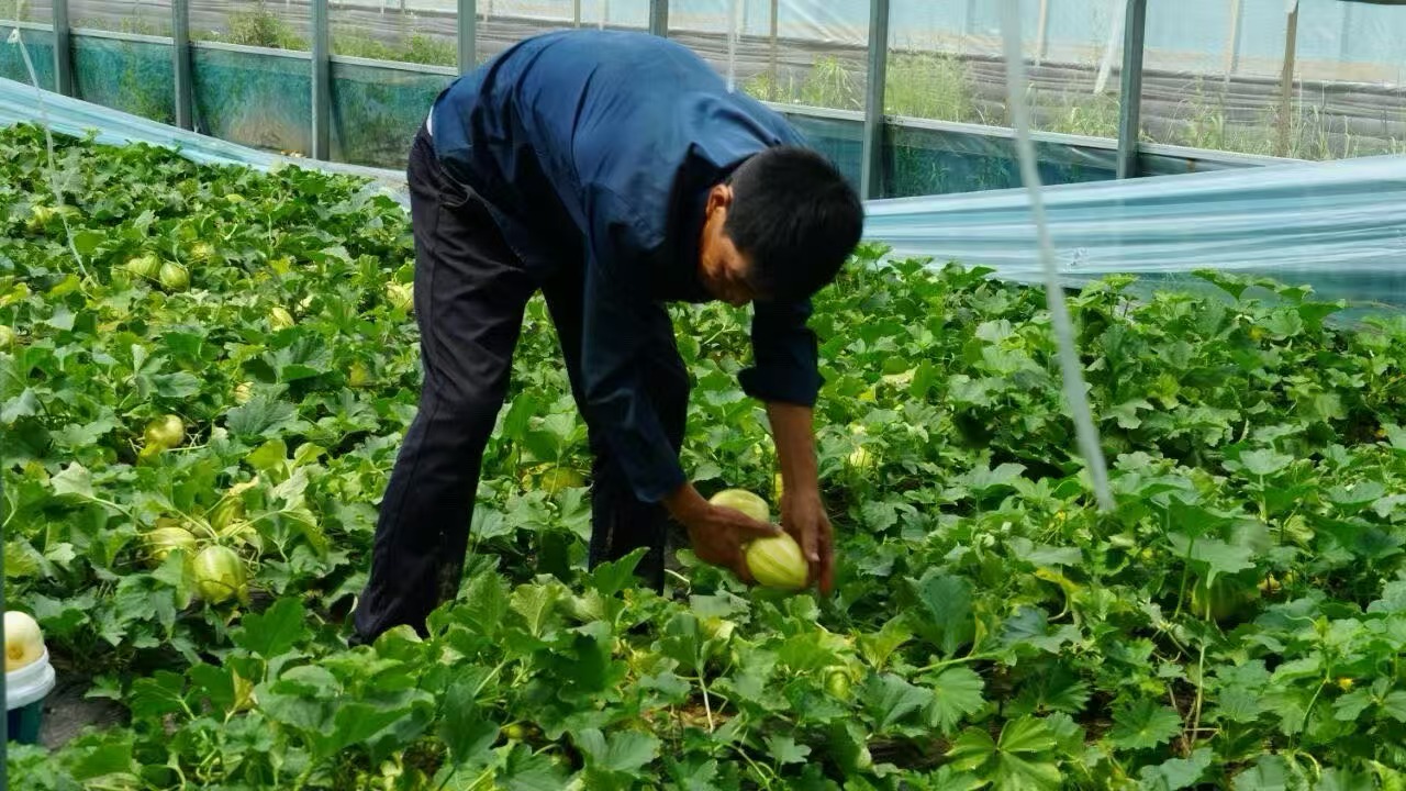 农户在温室大棚内采摘甜瓜 (白慧 摄)
