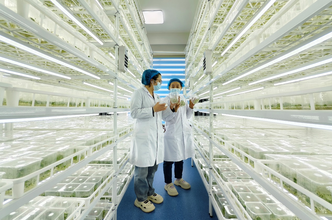 技术人员正在查看马铃薯脱毒组培苗的生长情况(王鹏 摄)