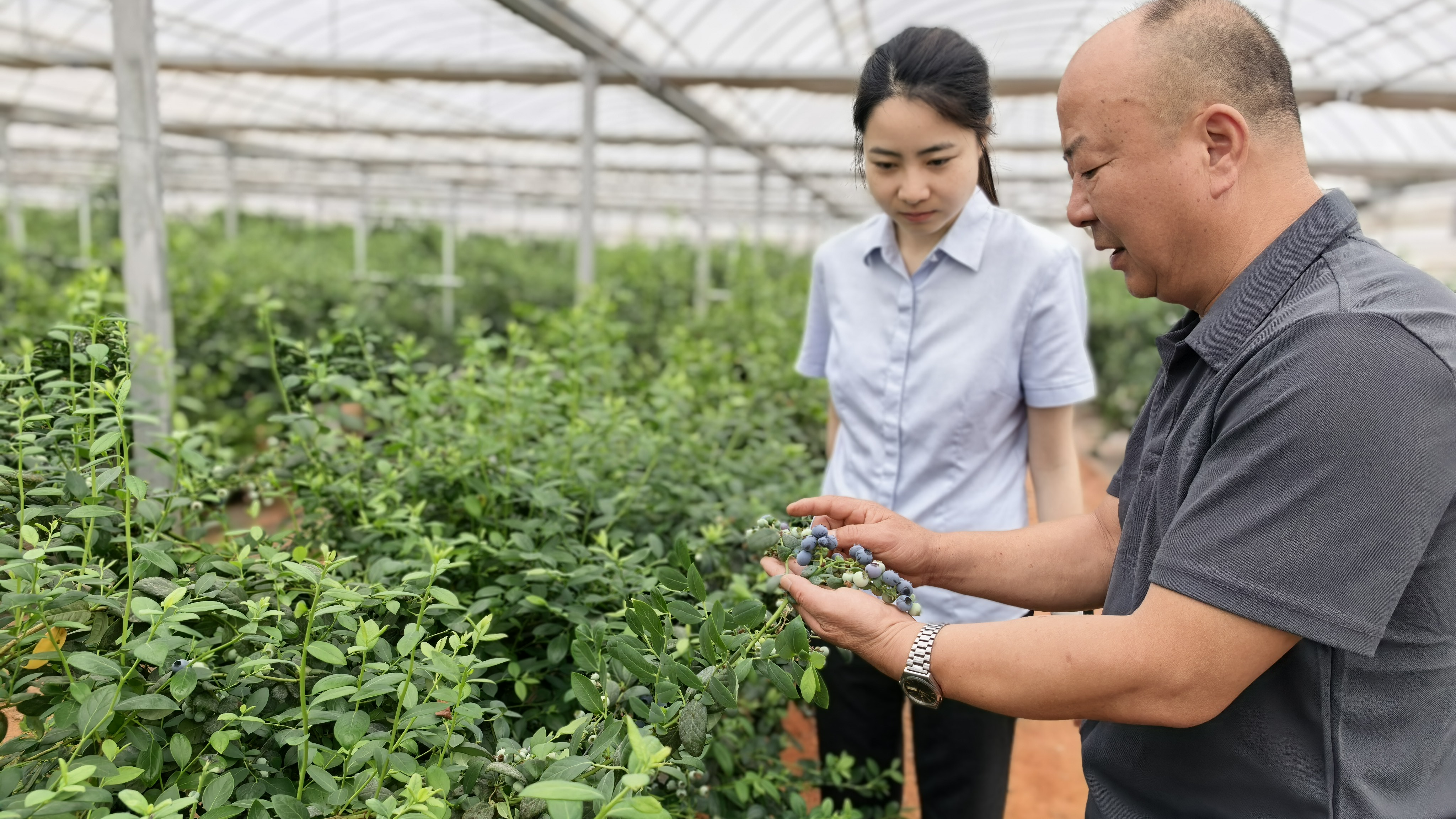 金融赋能特色产业 助力实现“莓”好生活