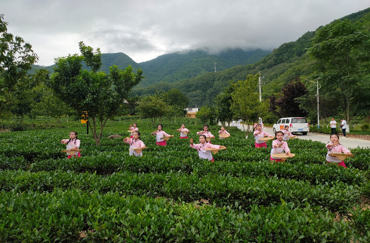 武都区裕河茶园(胡本平 摄)