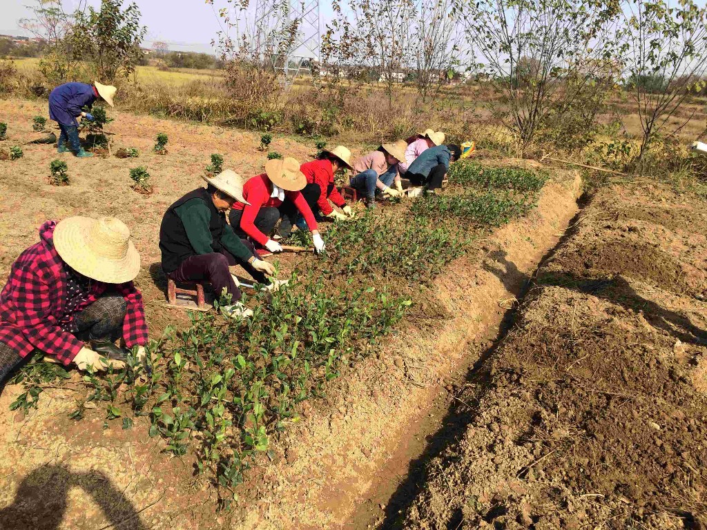茶农们正在种植茶苗(张磊 摄)
