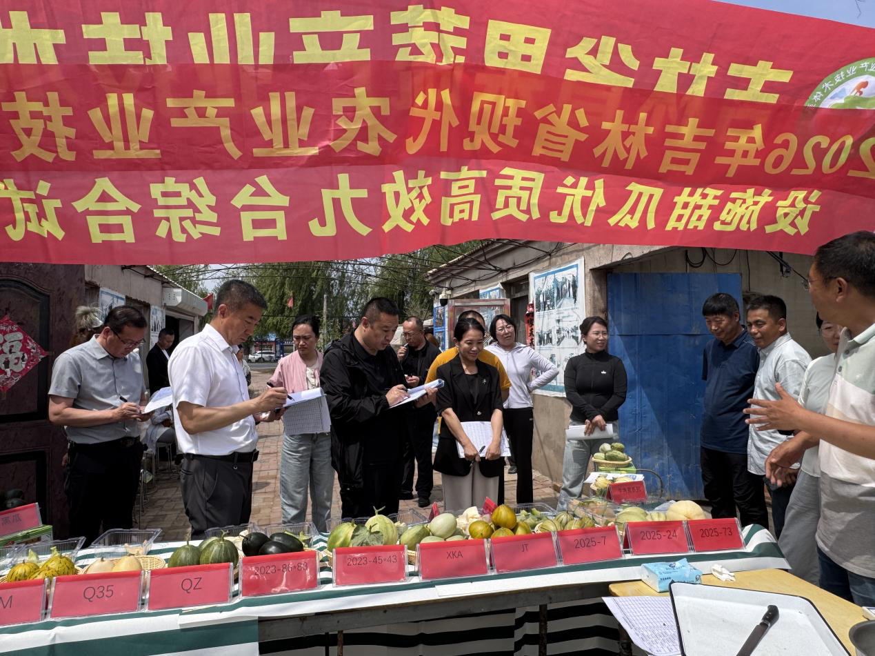 各位专家、甜瓜种植大户以及当地的消费者进行现场品鉴(张爽爽 摄)