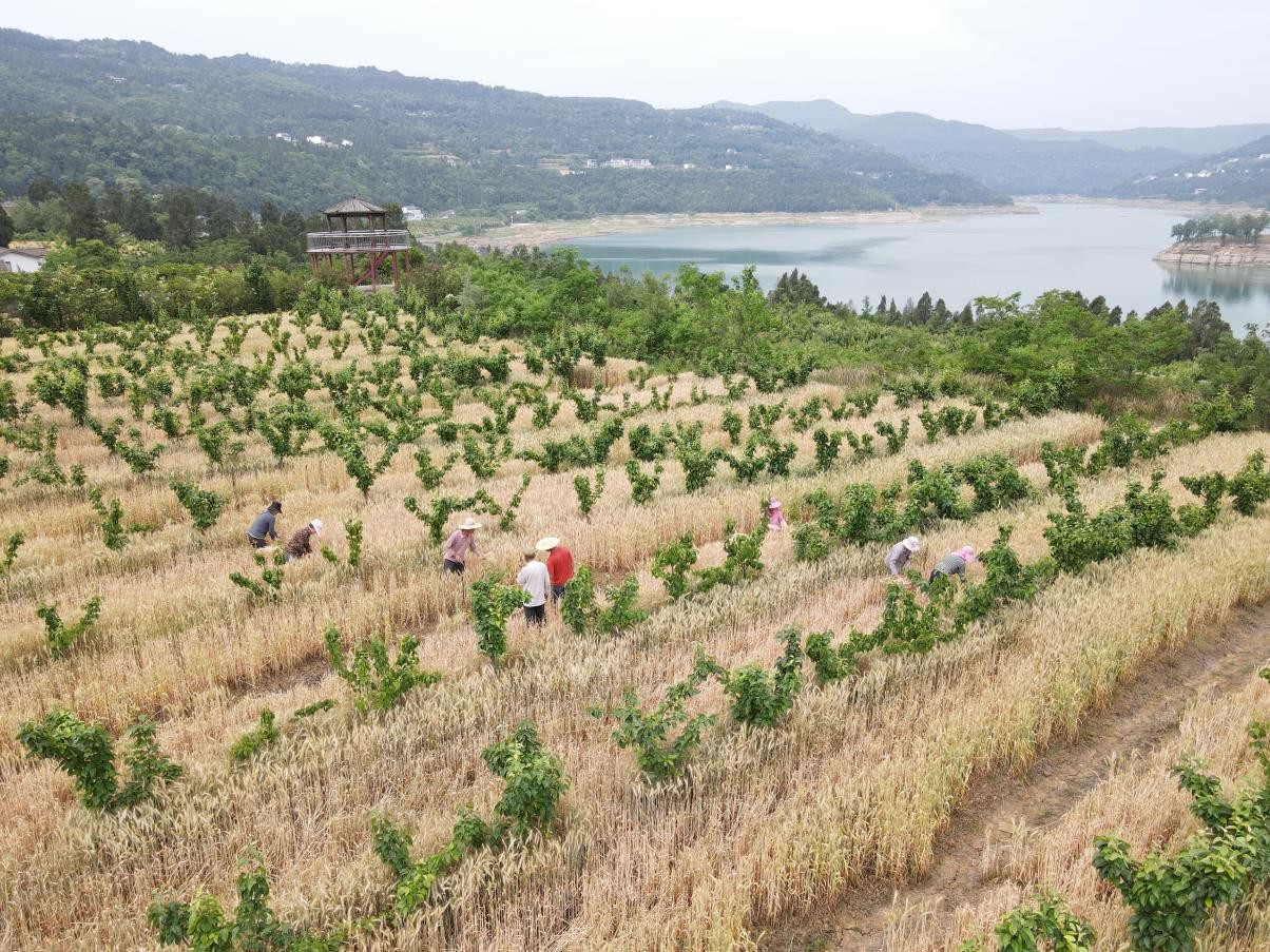 亭子镇粮经复合梨园(李金蓉 摄)
