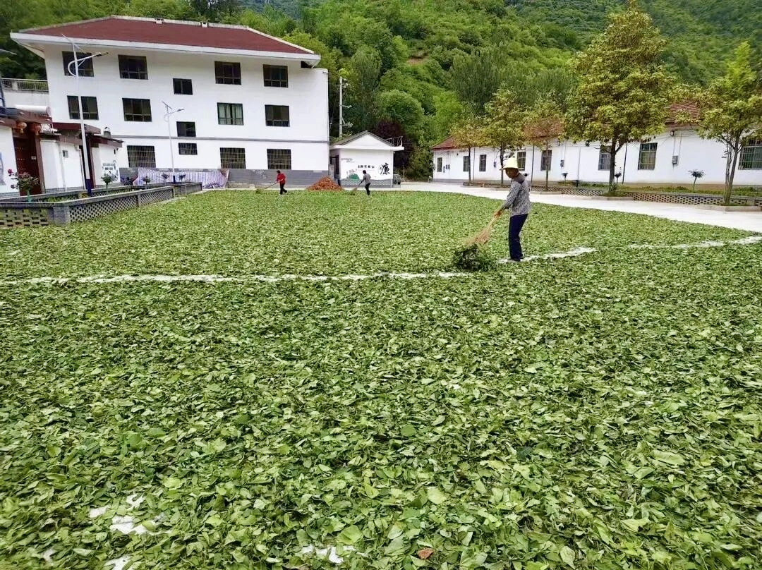 村民晾晒供林麝吃的桑叶(何玉瑞 摄)