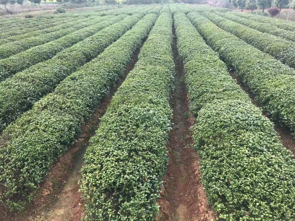 昔日荒地变成致富的茶园(张磊 摄)