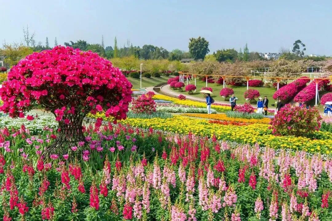 花舞人间是“西南赏花首选地”(陈馨 摄)