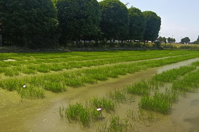 卓豪农业水稻育种基地(邱书洋 摄)