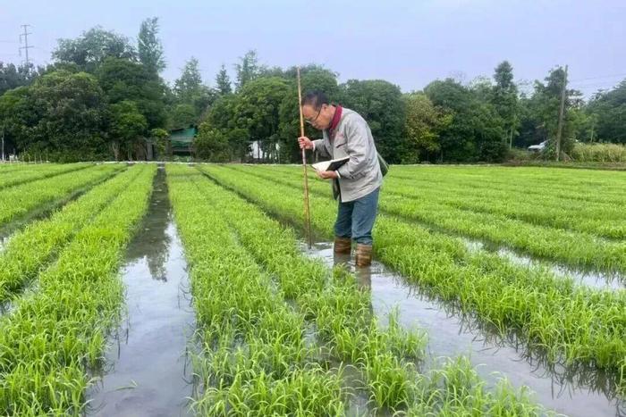水稻遗传育种专家王志在田间工作(邱书洋 摄)