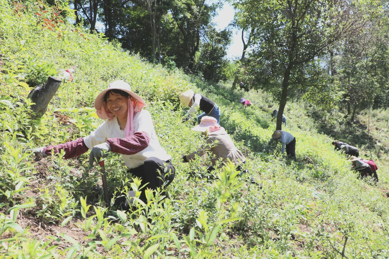 桦树沟村村民在苍术种植基地除草(刘钊海 摄)