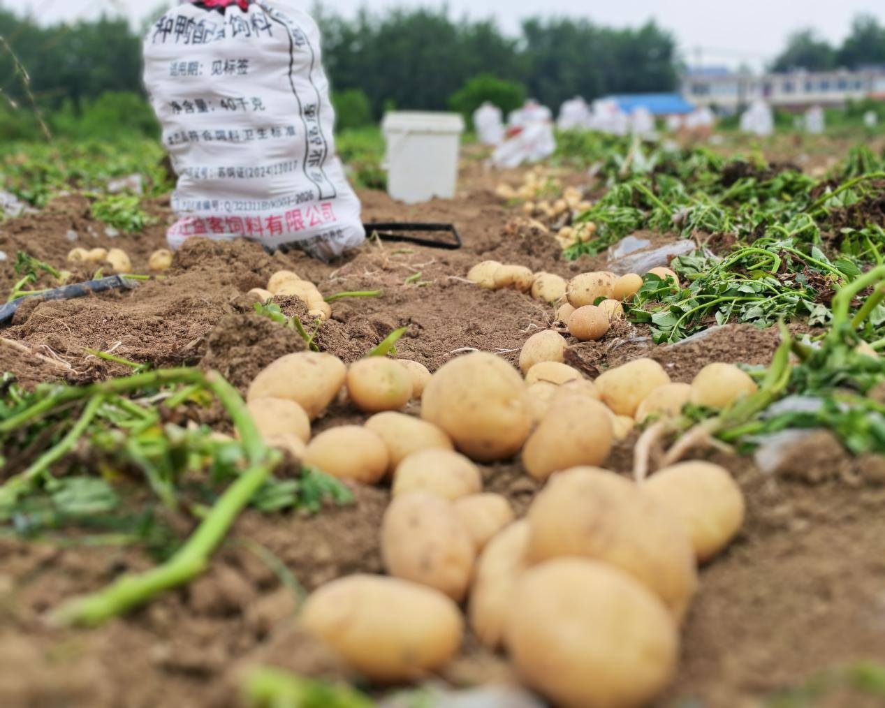 种植现场(尤靖文 摄)