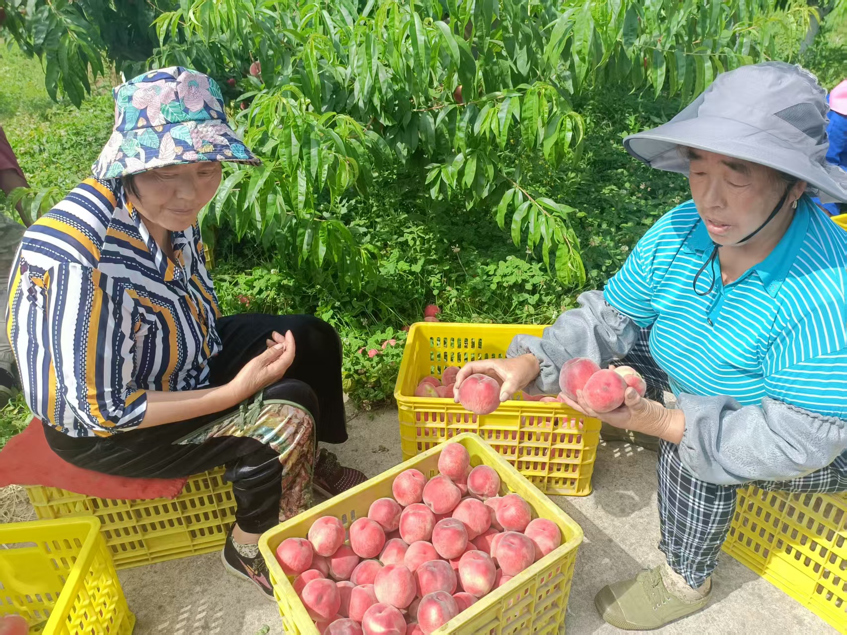村民采收鲜果(王菲菲 摄)