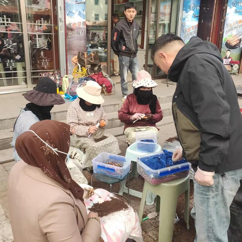鲜草采挖、收购、清理、筛选、烘干等,产业链劳动力富集,带动务工就业的同时,大大激发了地方特色经济的发展。(申维祖 摄)