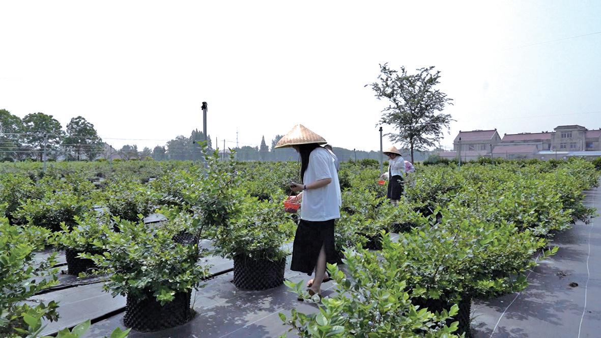 市民游客前来体验采摘乐趣(吴杉杉 摄)