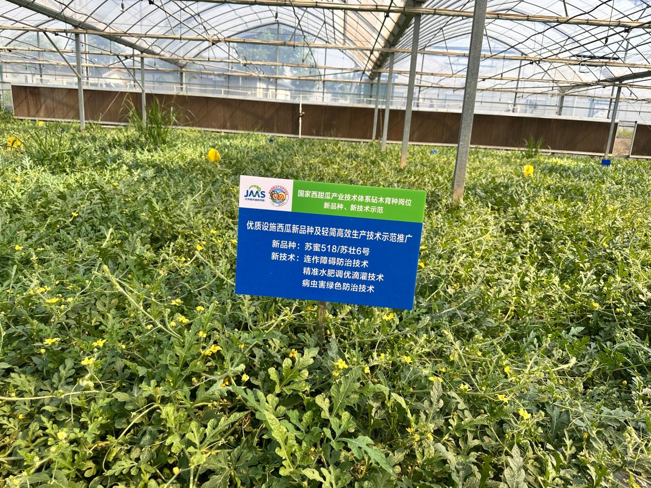 苏蜜518田间生长(侯茜 摄)