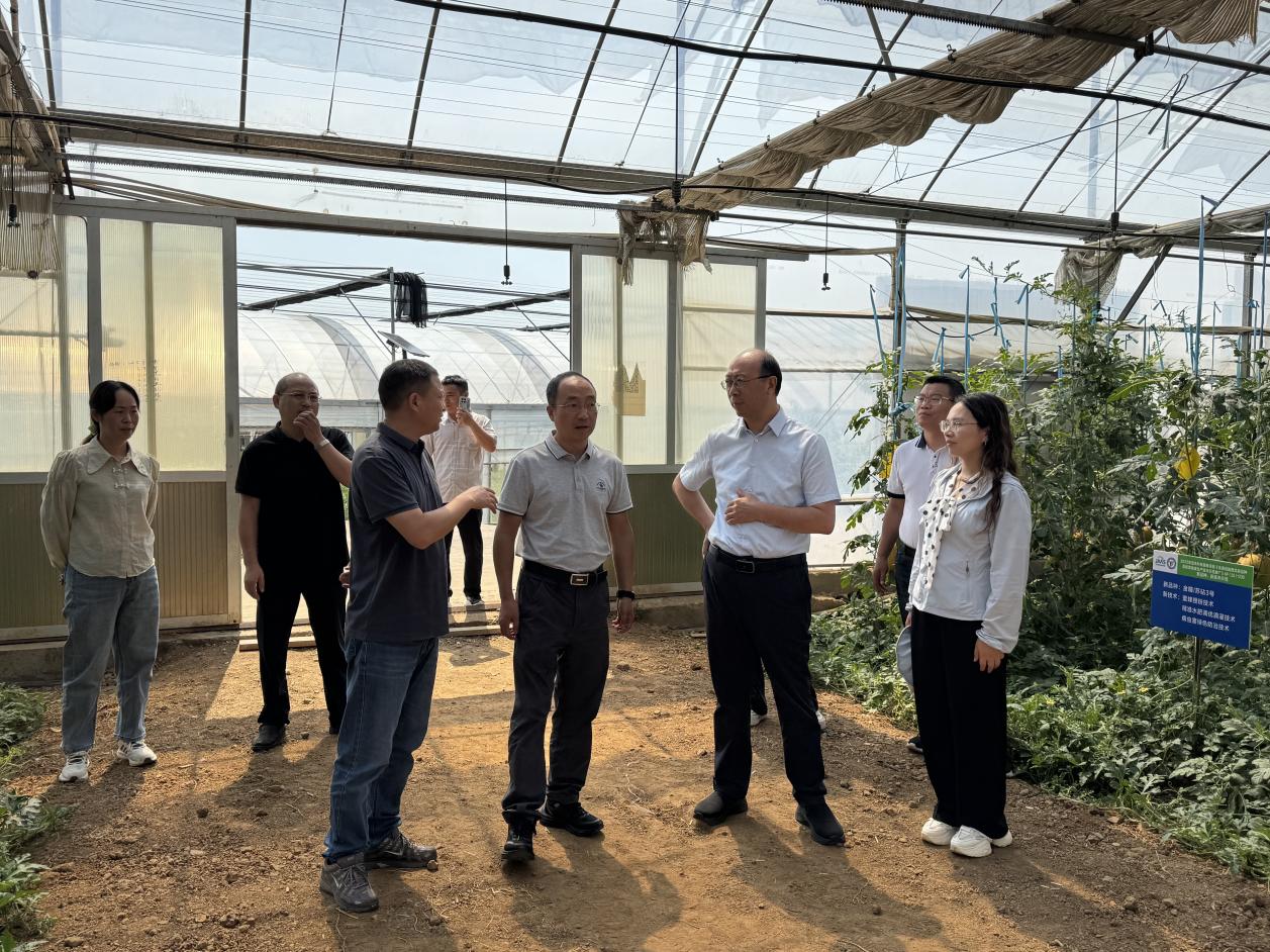 江苏省农业科学院专家到横溪现代农业示范园区指导(侯茜 摄)
