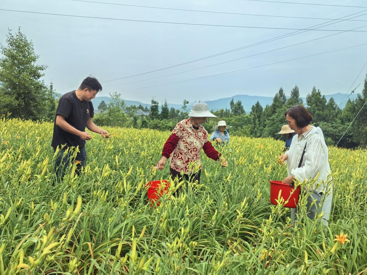 采摘新鲜黄花(赵宁 摄)