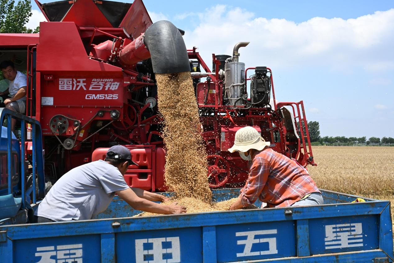 收割机正在往运粮车上卸下刚收获的小麦(张涛 摄)