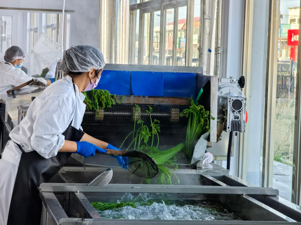 山野菜加工车间(杨伟杰 摄)