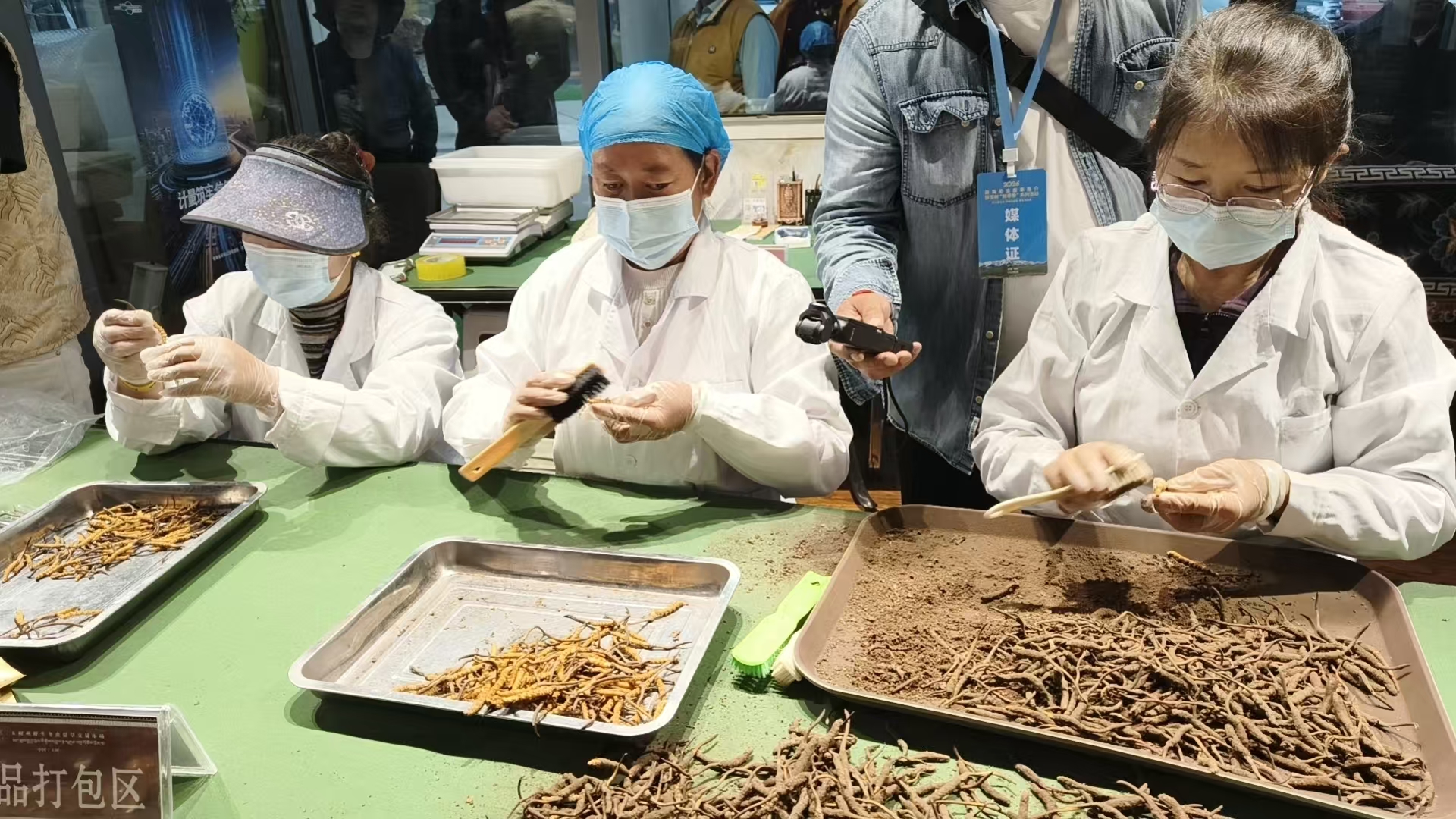 冬虫夏草产业带动采挖、收购、清理、筛选、烘干等产业链发展,拓宽了青海省三江源地区农牧民增收致富渠道。(申维祖 摄)
