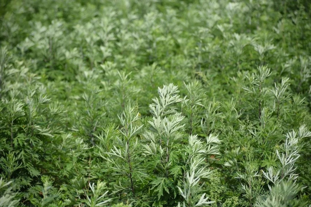 塌陷地上艾草香 (于学山 摄)