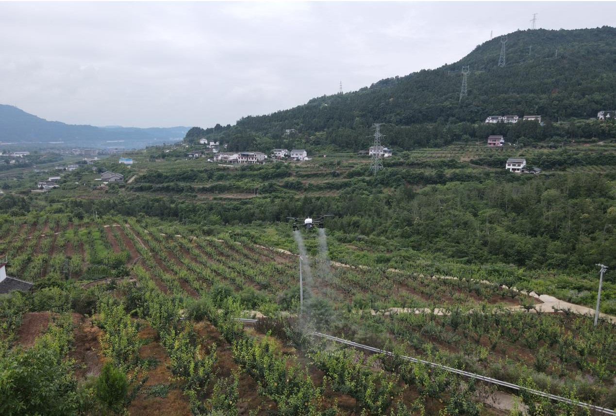 果树植保无人机喷药作业(刘敏 摄)