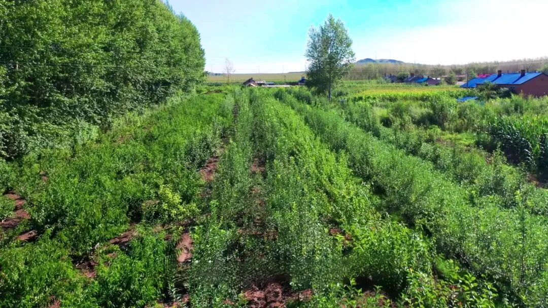 对黄桃果树进行规划种植(岳文杰 摄)