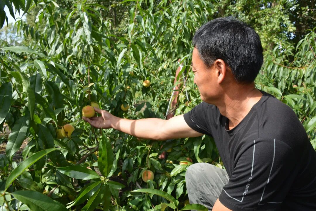 查看黄桃果实成熟度(岳文杰 摄)