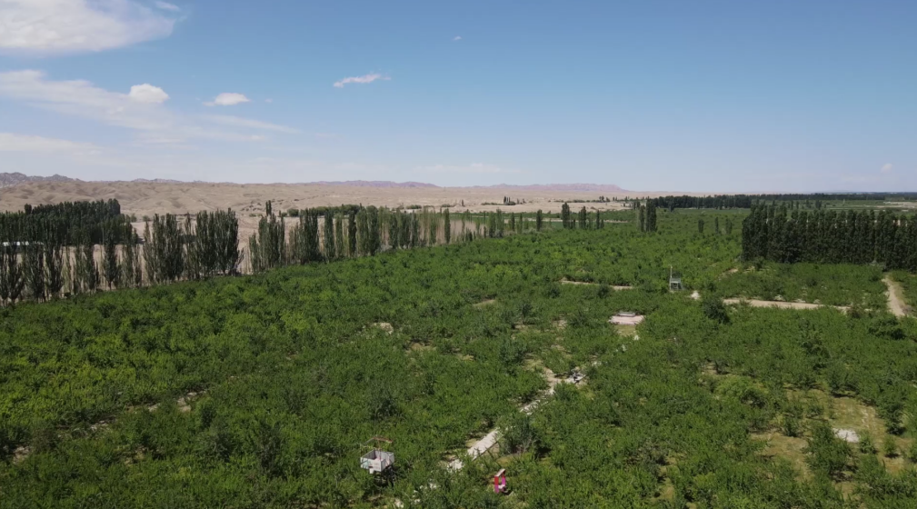 吊干杏种植基地(黄春宇 摄)