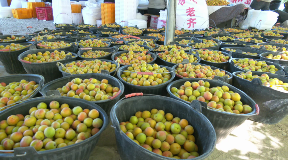 拜城吊干杏(黄春宇 摄)
