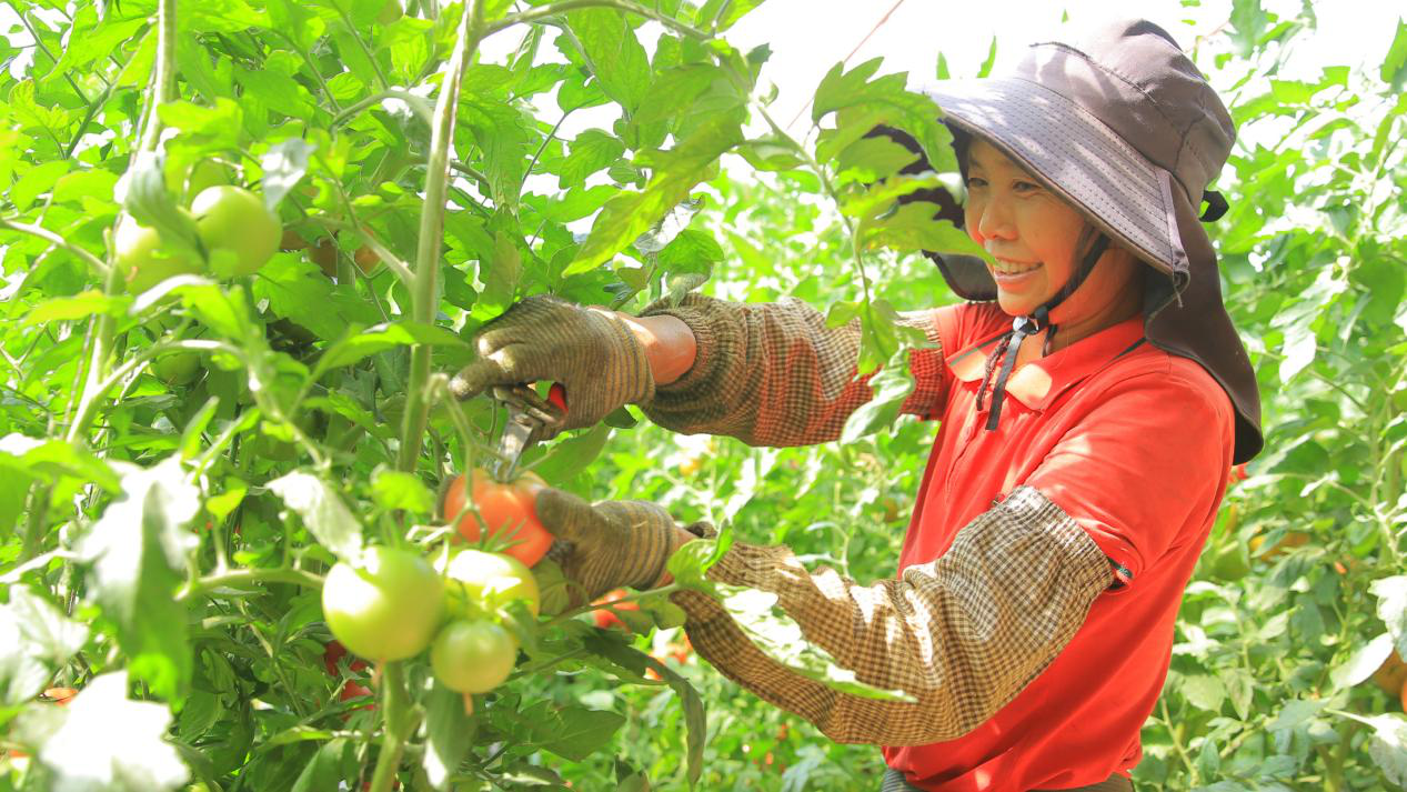 一八三团四连大棚种植户李光分正在采摘普罗旺斯西红柿(李梦娜 摄)