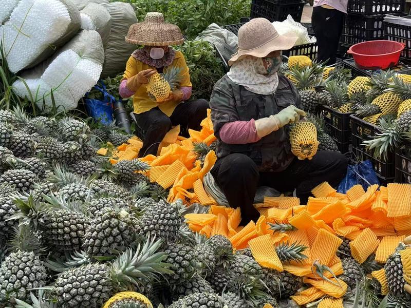 果农在分拣菠萝(王涛 摄)