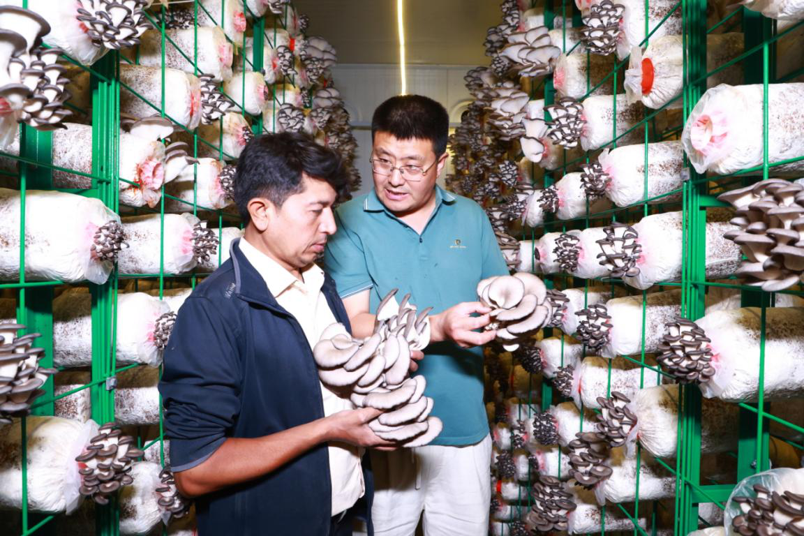 库车市比西巴格乡其乃巴格村村民在智能方舱采摘菌菇(吐尔松·托胡提 摄)