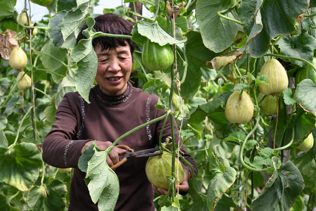 苗庆英在采摘成熟的香瓜(陈宝林 摄)