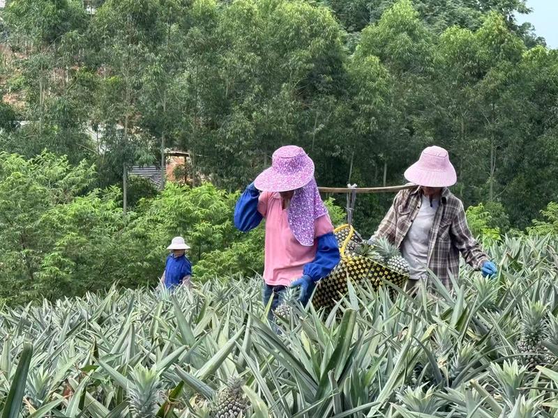 果农在采摘菠萝(王涛 摄)