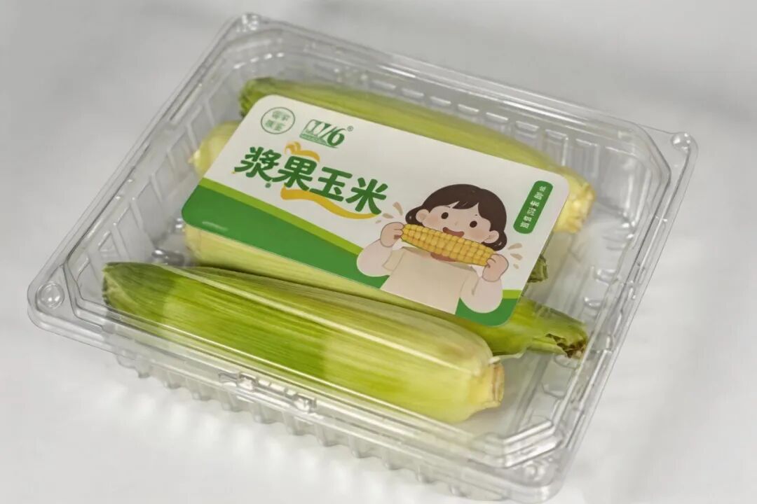 玉甜26号 (钟元春 摄)