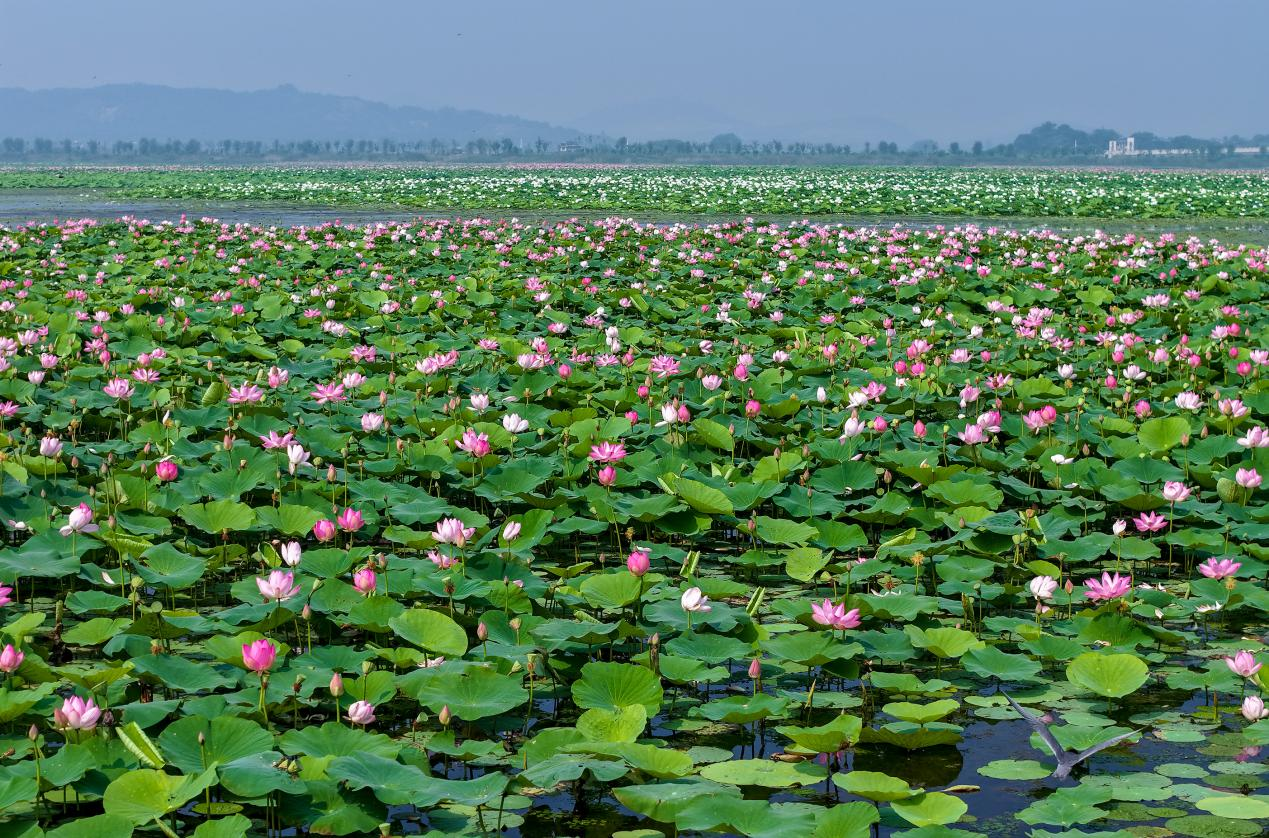 黄陂湖莲花大面积盛开 (李红兵 摄)