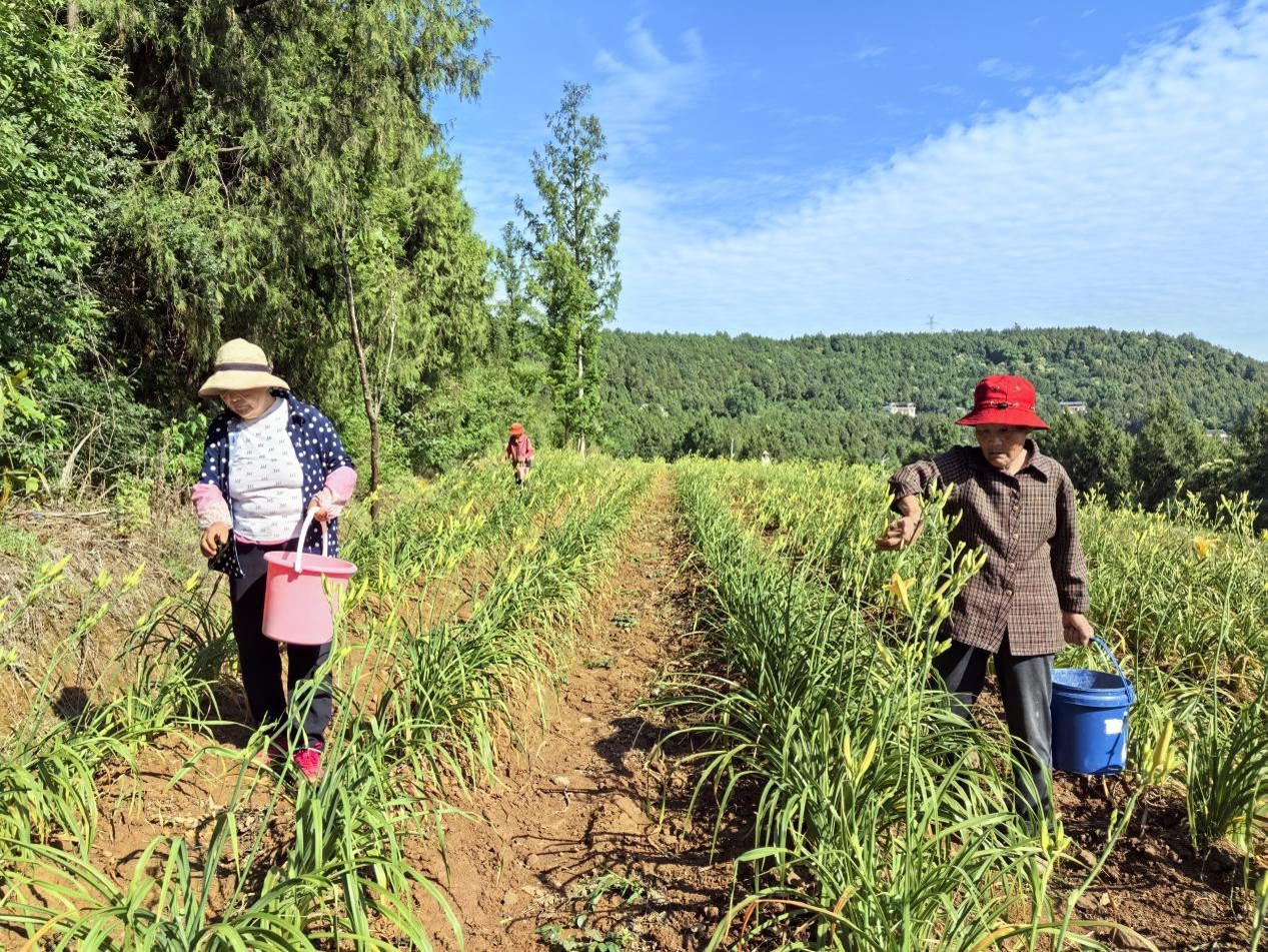 村民在黄花基地里除草管护(赵宁 摄)