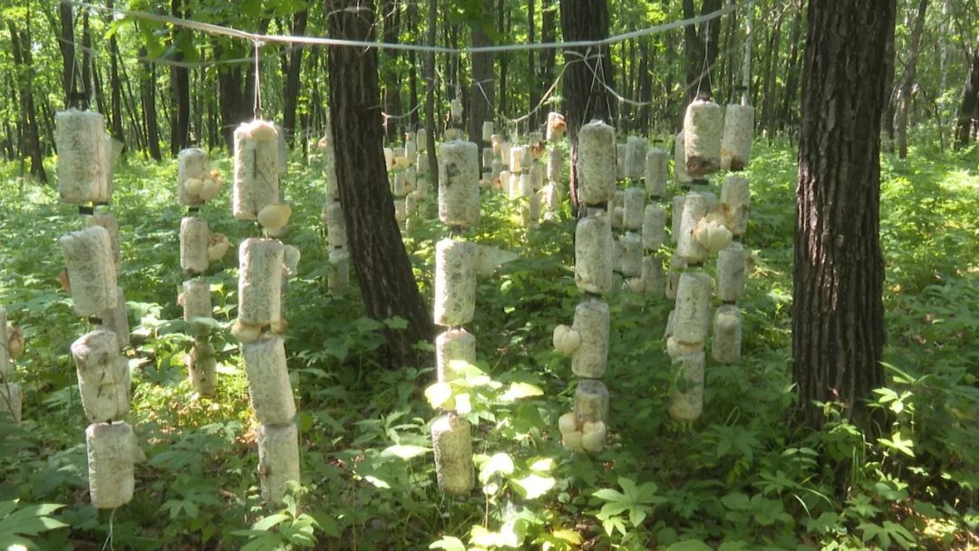 北安市缸窑林场猴头菇菌袋(邵俊鹏 摄)