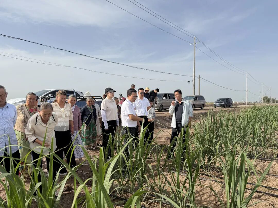 大家深入连队特色甘蔗种植基地实地研学(森巴提·巴合提别克 摄)