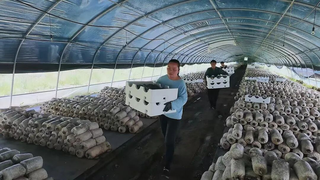 农户在食用菌基地务工(唐健宝 摄)