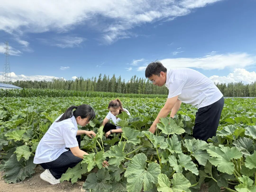 观摩人员实地学习了解农科院葫芦实验田品种信息 (斯叶青 摄)
