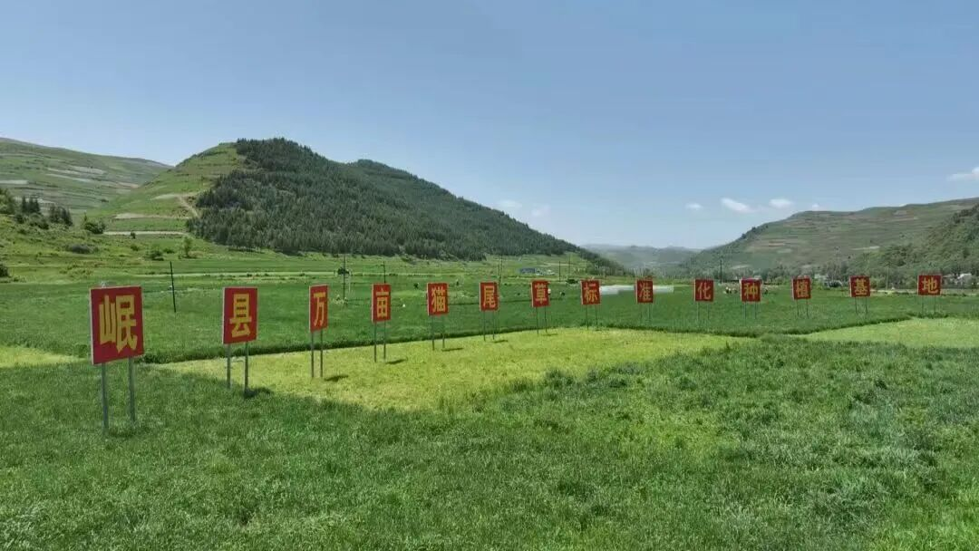岷县万亩猫尾草标准化种植基地 (文静 摄)