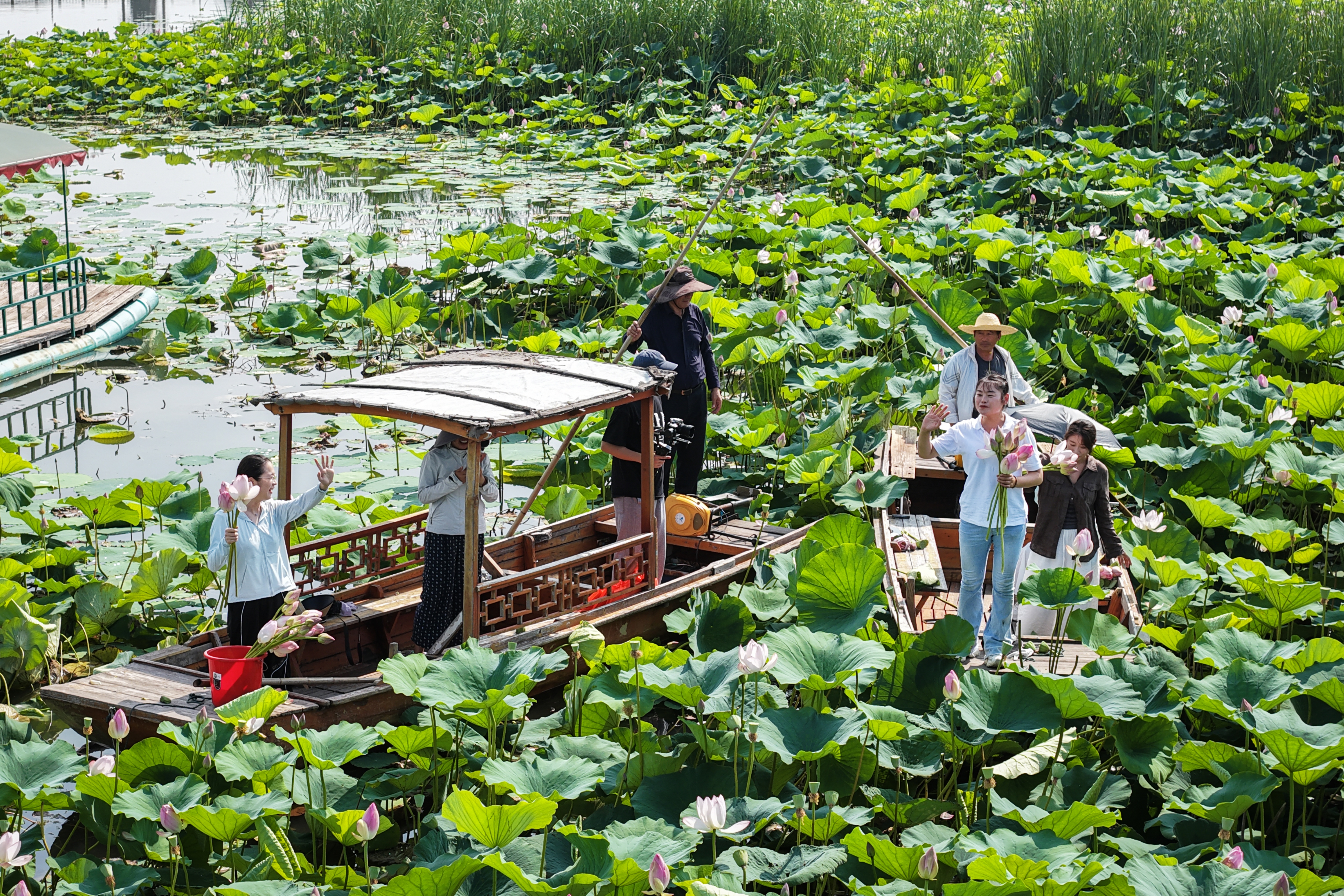荷花盛放,市民泛舟采莲。(高刚 摄)