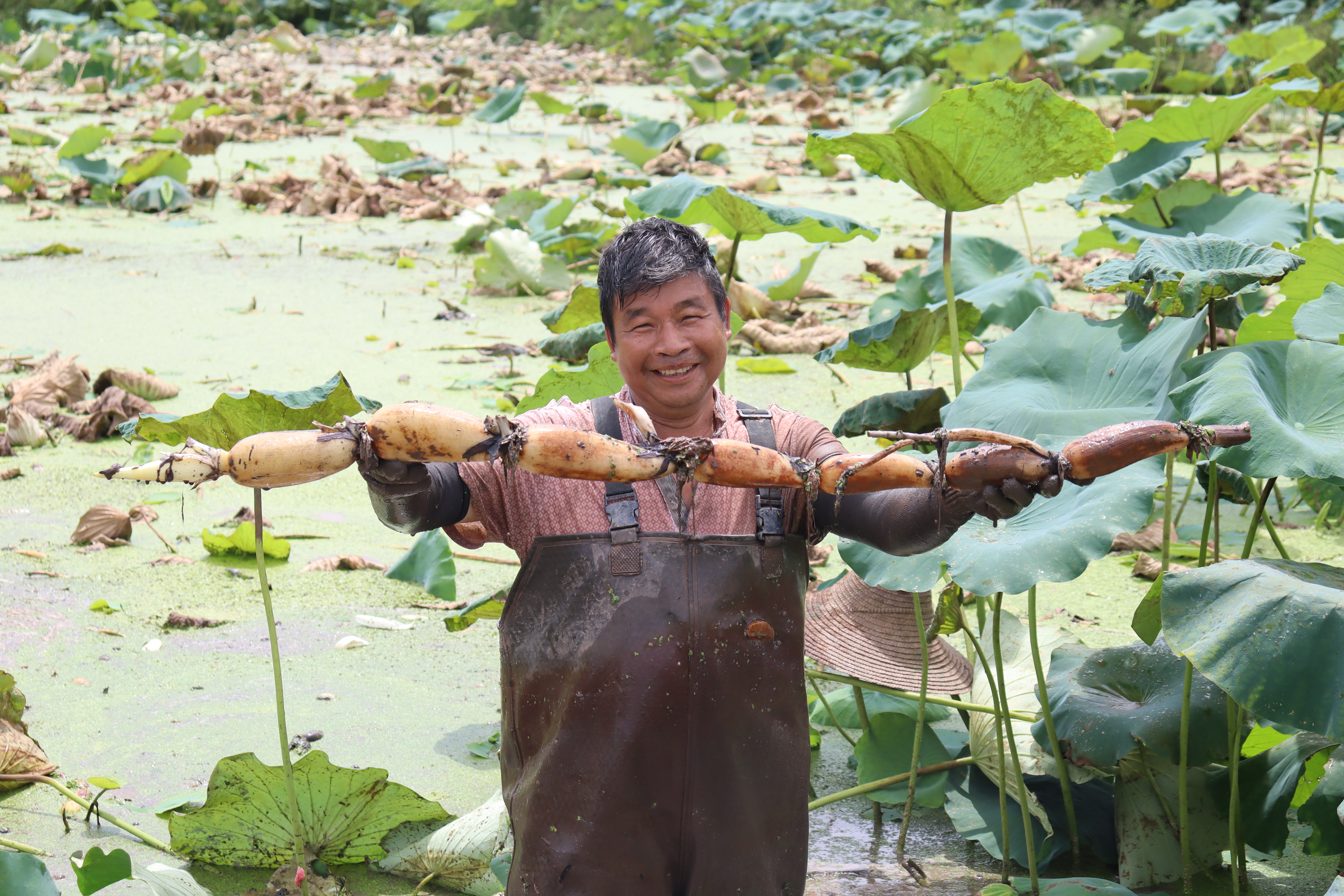 藕农在采收莲藕 (吴姚林 摄)