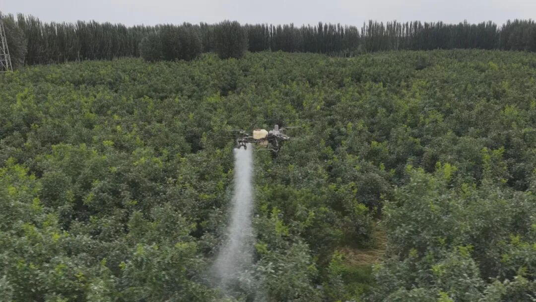 植保无人机喷洒药物(刘兵兵 摄)