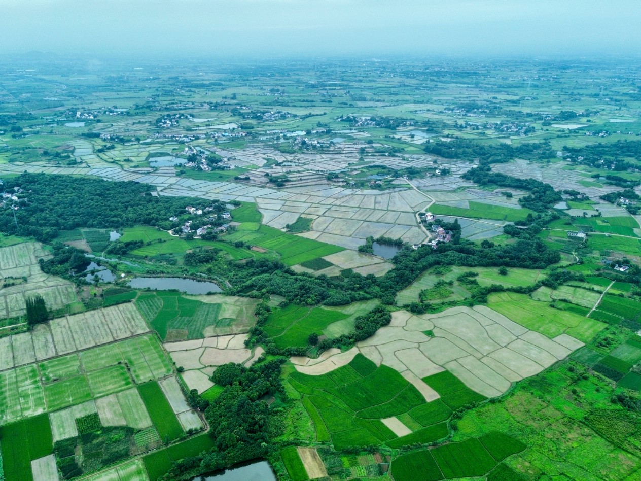 万金山社区高标准农田(行治和 摄)