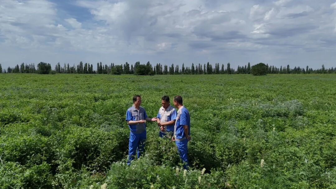 新疆隆惠源药业技术人员在额敏县甘草基地交流管护要点,用标准化种植托起富民产业。(刘冬萍 摄)